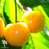 Черешня Золотая фото 1 