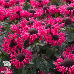 Набор для ароматной грядки монарда Би-Хэппи + Би-Фри + Бьюти оф Кобхэм