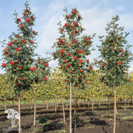 Рябина обыкновенная Россика Майор