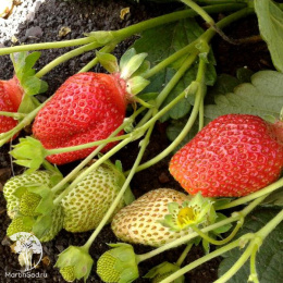 Клубника Вима Рина