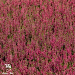 Вереск обыкновенный Мартина