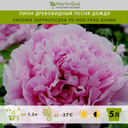 Пион древовидный Песня Дождя