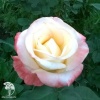 Роза чайно-гибридная Белла Перла фото 2 
