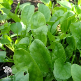 Щавель Малахит