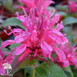 Набор для ароматной грядки монарда Фаербол + Кренберри Лейс + Бьюти оф Кобхэм