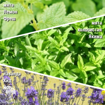 Фото Набор для чая мята Лемон Фрэш + мята Якима + лаванда Хидкот