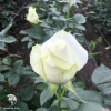 Роза Прауд фото 1 