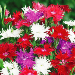 Гвоздика пышная Смесь окрасок
