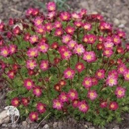 Камнеломка Цветочный ковер