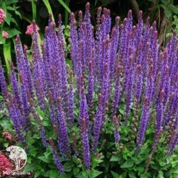 Набор для ароматной грядки шалфей Плюмоза + Мерло Блю + Виолет Квин