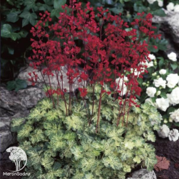 Сверхвыгодный микс! Гейхера Руби Беллз + Гейхера Геркулес + Гейхера Черри Кола