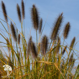 Пеннисетум лисохвостный Нэшнл Арборетум