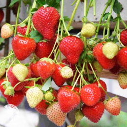 Клубника Моллинг Алюр