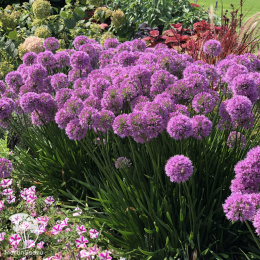 Лук декоративный Миллениум