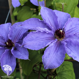 Клематис Уилиям Кеннет