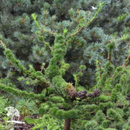 Лиственница европейская Крейчи Мутейшн на штамбе