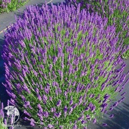 Лаванда узколистная Хидкот Компакт