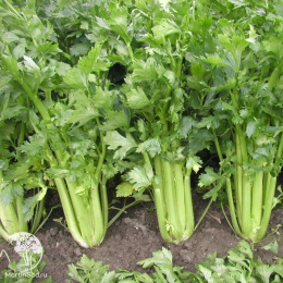 Сельдерей черешковый Королевский