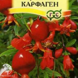 Гранат карликовый Карфаген