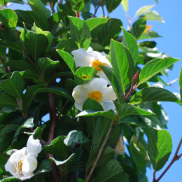  Стюартия псевдокамеллия