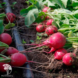 Редис Дуся  F1