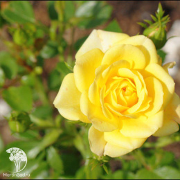 Роза Персиан Йеллоу