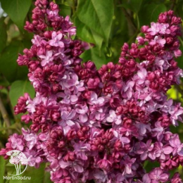 Сирень Принц Волконский