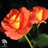 Роза чайно-гибридная Моника на штамбе фото 2 