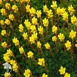 Saxifraga umbrosa Камнеломка теневая Жёлто-пестрая