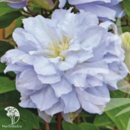 Клематис Блю Котильон