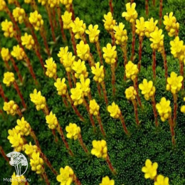 Saxifraga umbrosa Камнеломка теневая Жёлто-пестрая
