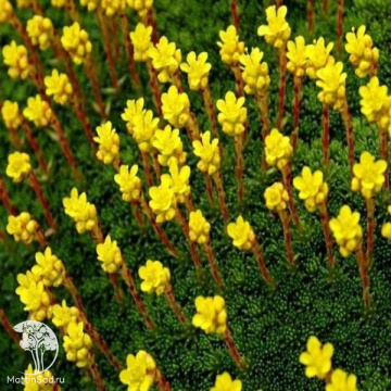 Фото Saxifraga umbrosa Камнеломка теневая Жёлто-пестрая