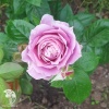 Роза флорибунда Новалис фото 4 