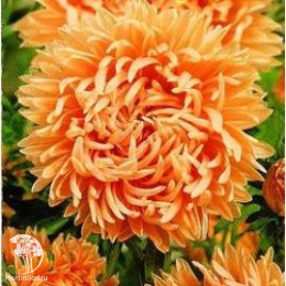 Астра Кремовая, однолетняя (пионовидная) 