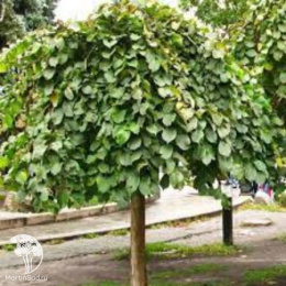 Вяз шершавый Макрофила Пендула на штамбе
