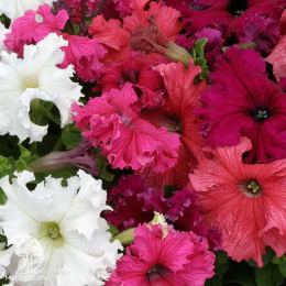 Петуния Спящая красавица бахромчатая