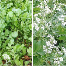 Редька масличная Тамбовчанка