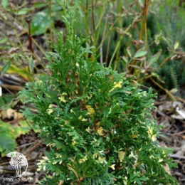 Туя западная Конфетти