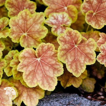 Фото Гейхера Тирамису