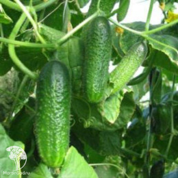 Огурец Кузя F1