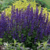 Salvia nemorosa Dwarf Blue Queen Шалфей дубравный Блю Квин фото 1 