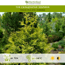 Туя складчатая Зебрина