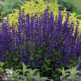 Salvia nemorosa Dwarf Blue Queen Шалфей дубравный Блю Квин