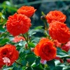 Роза миниатюрная Ориндж Бэбифлор фото 1 