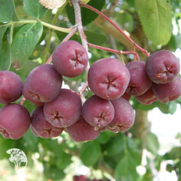 Рябина Гранатная на штамбе