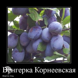 Слива гибрид Этюд + Венгерка Корнеевская