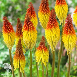 Книфофия ягодная Фламенко