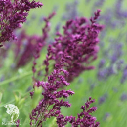 Шалфей дубравный Швелленбург