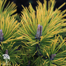 Сосна горная Голден Глоу