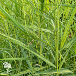 Тростник южный Вариегатус